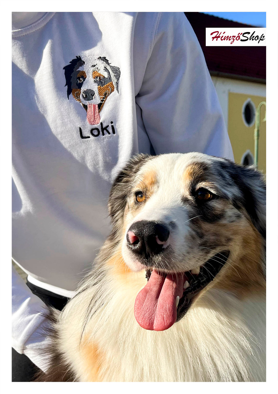 Pet - colorful